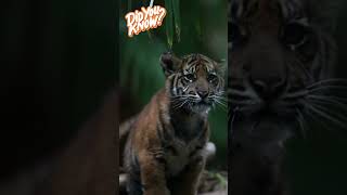 Tiger facts for kids  Tigers  Learn about tigers  Cute Animals  Animal Facts for kids 🐅🐯 [upl. by Jori]