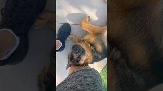 German shepherd puppy is a ⭐️1st session puppy germanshepherd doglover trending dog malinois [upl. by Russi]