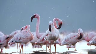 A Study in Pink The Flamboyant Flamingos of Kutch [upl. by Nitsruk92]