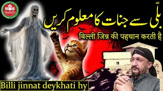 Billi jinnat deykhati hy  Cat [upl. by Filiano]