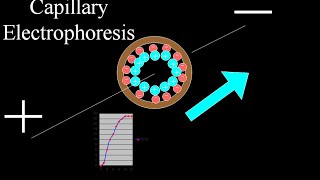 Capillary electrophoresis [upl. by Rooker]