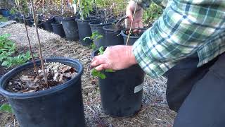 Harvesting Propagating Apple Rootstocks from Root SuckersBen Kotnik [upl. by Gui]