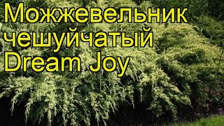 Можжевельник чешуйчатый Дрим Джой Краткий обзор описание juniperus squamata Dream Joy [upl. by Aicena]