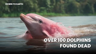 Over 100 endangered pink dolphins found dead in the Brazilian Amazon [upl. by Euqor]