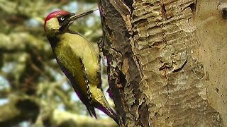 Green Woodpecker and Great Spotted Woodpecker  Birds Nest Building [upl. by Lila]