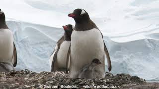 Hungry Gentoo Penguin chicks [upl. by Ciprian330]