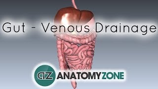 Blood Supply to the Gut Introduction  Part 2 Venous DrainagePortal System [upl. by Targett803]