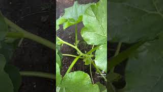 Dill’s Atlantic Giant pumpkin 1000 lbs 41 days out [upl. by Cilla]