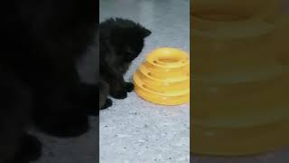 persiankitten Himalayan kitten punch face Persian kitten  Turkish Angora kitten cat [upl. by Anoik]