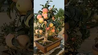 How to Grow Apple at Home Using New Technique 🍎 plants shorts farming [upl. by Euqinay]