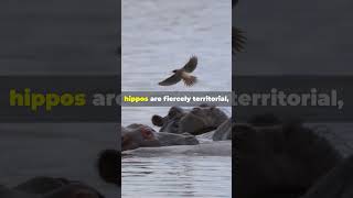 Amazing Facts About Hippos You Didnt Know  hippos wildlife animals [upl. by Rogergcam]