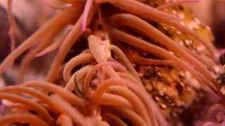 Time lapse of a sea anemone splitting in two [upl. by Almat836]