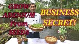 How to Grow Adenium from Seeds  The Business Secret Revealed [upl. by Hamilton]