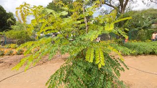 Abrus precatorius Rosary pea [upl. by Freya]