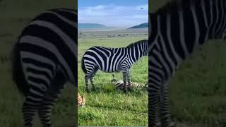 Mother zebra 🦓 trying to rescue her Foal wildlifesaudiarabiadisneytravel vlogviralvideo [upl. by Aelam]