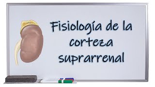 Fisiología de la corteza suprarrenal [upl. by Crescint477]