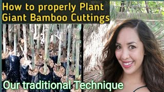 GiantBamboo DendrocalamusAsper How to Plant the right way  Giant Bamboo cuttingsPropagules [upl. by Goodspeed569]