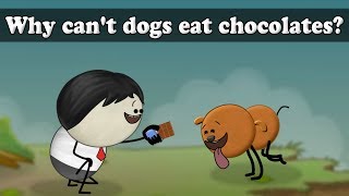 Why cant dogs eat chocolates  aumsum kids science education children [upl. by Mickey]