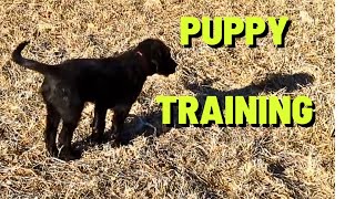 679 RSW Puppy Training Sadies Almost Big Adventure [upl. by Cherri]