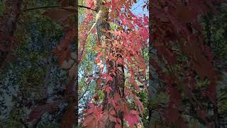 Parthenocissus quinquefolia  Climbed on Paulownia tomentosa [upl. by Aurilia]