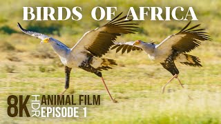 Fascinating World of Exotic African Birds  8K HDR Wildlife Documentary Film  Episode 1 [upl. by Claudell]