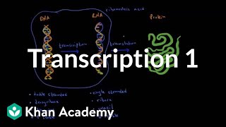 Transcription 1 [upl. by Ithaman]