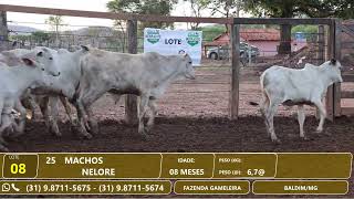 LOTE 8  1º Leilão Virtual Fazenda Gameleira  BaldimMG [upl. by Yanehs]