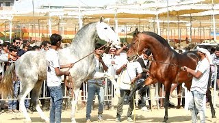 BEAUTIFUL INDIAN MARWARI HORSES  SARANGKHEDA 2018 [upl. by Claybourne684]