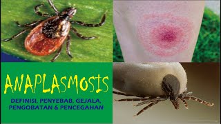 ANAPLASMOSIS Definisi Penyebab Gejala Pengobatan dan Pencegahan [upl. by Cayla195]