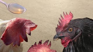 Chicken Comb turning Black Causes Prevention and Treatment  Dr ARSHAD [upl. by Massie109]