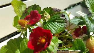 Fragaria Ananassa  Ruby Ann Strawberry  Aardbei met Rode Bloemen [upl. by Liva]