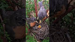 American Robin Dad Feeding Baby 💕 [upl. by Franci425]