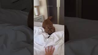 funny foryou cat funnycat pets animals cute funnycatsJX [upl. by Eidnac]