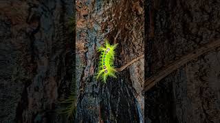 Stinging nettle slug caterpillar  phocoderma velutina moth 🐛 caterpillar moth stingy notouch 😈 [upl. by Apul642]