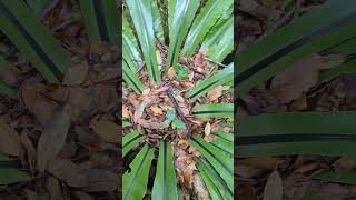 Biggest birds nest fern I’ve ever seen [upl. by Sukramed640]