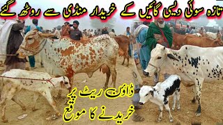 Cow Prices Started To Come DownPure Cholistani Sahiwal Cows Price In Pakistan Dairy Farming Cattle [upl. by Cari]