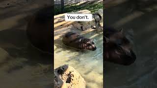 Latke’s a pool potato babyhippo hippopotamus pygmyhippo hippo babyanimals [upl. by Heaps]