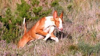 Podenco Ibicenco enseñar a cazar al perro [upl. by Ahsinav]