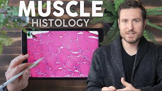 Muscle Histology Explained for Beginners  Corporis [upl. by Yenahs]