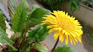 How to collect good viable Gerbera Daisy seeds [upl. by Adelaida]