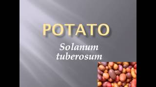 Pronunciation Picture and Scientific name of vegetable POTATO [upl. by Delmar]