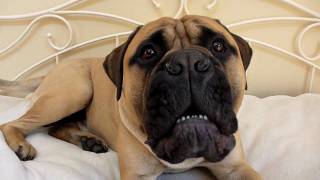 Angry Bullmastiff Puppy at 8 Stone quotYou want somequot Barking and puffing at 026 [upl. by Ledniahs142]