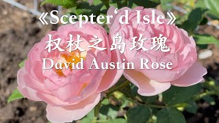 93 地栽两个月的奥斯汀《权杖之岛》开花啦《Scepter’d Isle Rose》 David Austin Rose  Happy Mothers Day to every mom🌹🌹💓💓 [upl. by Janot]