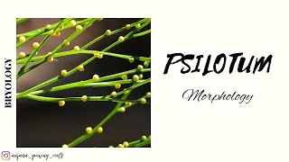 PSILOTUM  Morphology  Degree Syllabus  Malayalam [upl. by Dnomsed]