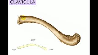 OSTEOLOGIA 2 [upl. by Allebasi]