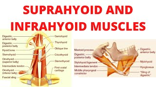 Suprahyoid and infrahyoid muscles [upl. by Itsa410]