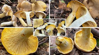 Blasser Pfifferling Verwechslung Cantharellus pallens  Cantharellus cibarius var pallens [upl. by Hansel142]