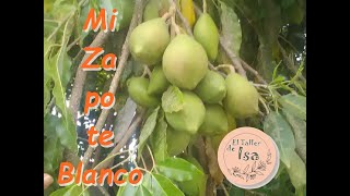 Mi Árbol de Zapote Blanco [upl. by Silirama]