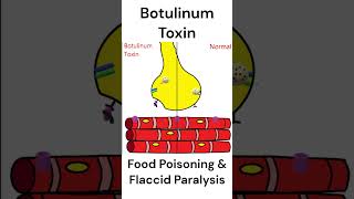 Botulinum Toxin mode of action toxins foodpoisoning animation [upl. by Lauzon844]