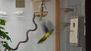 Part 1 Turquoise parrots  Neophema Pulcella  choosing the nest 1 [upl. by Delaryd]